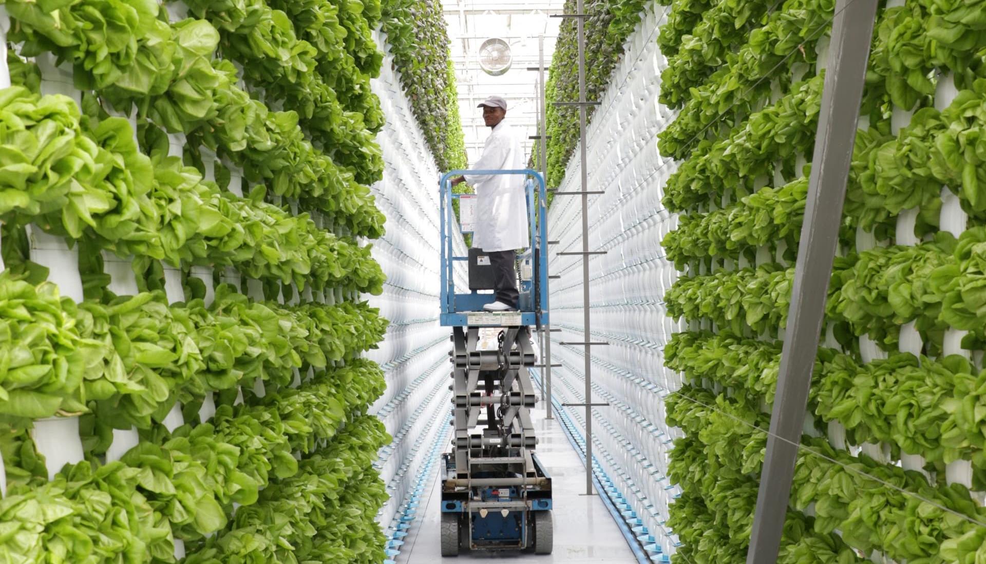 Unlocking Hydroponic Secrets: A Dive into Research Studies