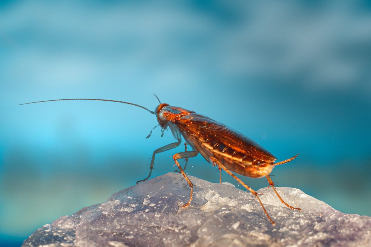 How To Get Rid Of Cockroaches: Ultimate Guide