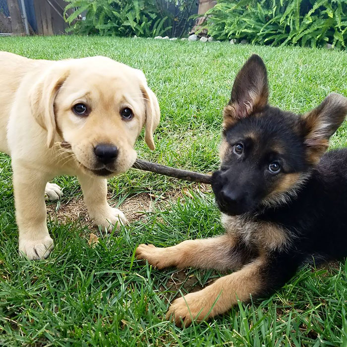 The Best German Shepherd Breeder For Your Family