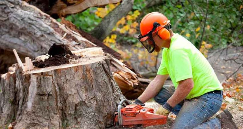 Arborist Tree Care Supplies Guide: Tips For Healthy Trees