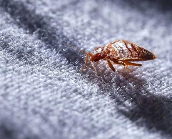 Easy Steps To Find A Bed Bug Attorney