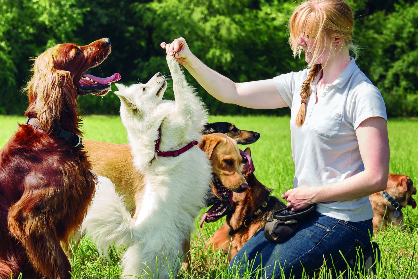 Ultimate Dog Training Guide: Expert Tips For Success