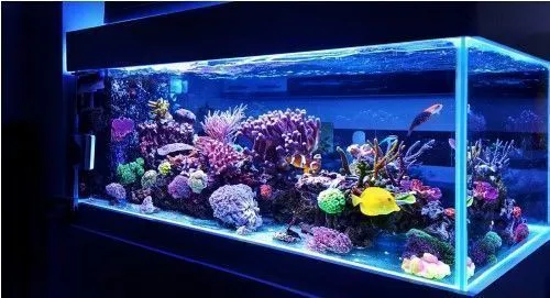 Discover The Best Custom-Made Aquariums For Your Home